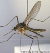 Aedes Nsp-561